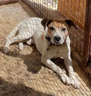 Whiskey, z.Zt. in Ungarn, ein echter Sonnenschein auf vier Pfoten.
