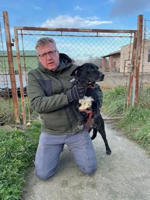 Harmadik, z. Zt. in Ungarn, ist eine aktive und verträgliche Hundedame.