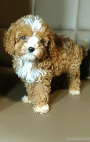 Cavapoo mini