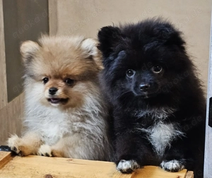 Pomeranian - Zwergspitz - Teddy