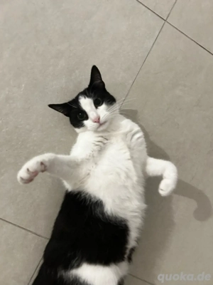 Verkaufe meine Katze Kira