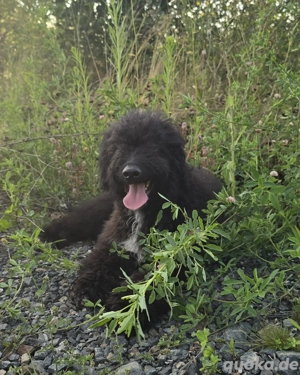 Goldendoodle medium Rüde sucht wieder ein neues Zuhause 
