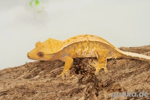 C. ciliatus (Kronengecko) Extreme Harlequin Bild 5
