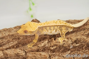 C. ciliatus (Kronengecko) Extreme Harlequin Bild 9