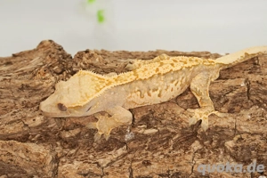 C. ciliatus (Kronengecko) Extreme Harlequin Bild 2