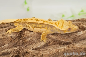 C. ciliatus (Kronengecko) Extreme Harlequin Bild 8