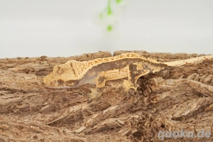 C. ciliatus (Kronengecko) verschiedenste Morphe