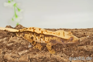 C. ciliatus (Kronengecko) Extreme Harlequin Bild 6