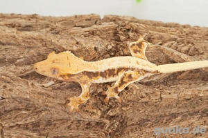 C. ciliatus (Kronengecko) Lillywhite Bild 6