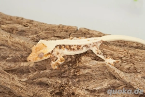 C. ciliatus (Kronengecko) Lillywhite Bild 5