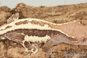 C. ciliatus (Kronengecko) verschiedenste Morphe