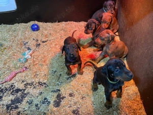 Welpen, Dobermannwelpen