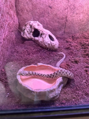 Hakennasennatter Männchen