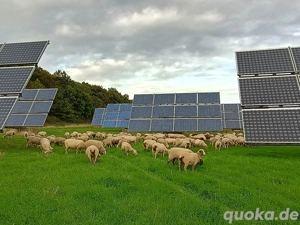 Schafherde zu verkaufen 