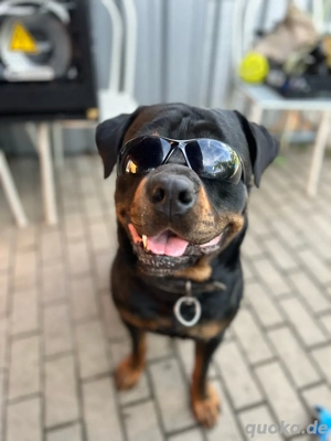 Deckrüde Cesur sucht eine freundin 