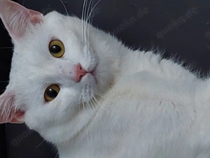 2 kater zu verkaufen 1nem jahr alt