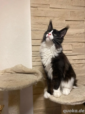 Maine Coon Kater black white  Bild 4