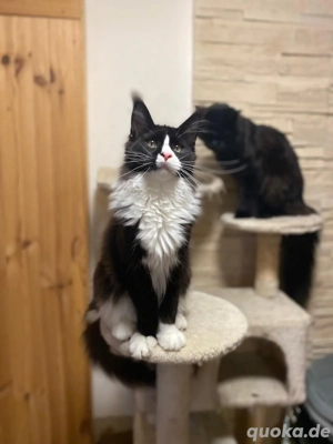 Maine Coon Kater black white