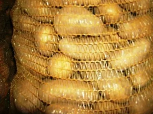 Kartoffeln Salat-und Speisekartoffeln Linda,Belmondo,Goldmarie,Lea, Sunshine