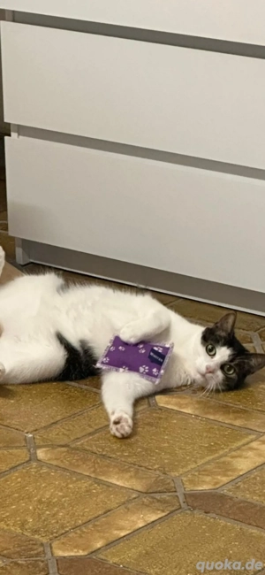 Kitty 7-8 Jahre alt sucht ein Zuhause auf Lebenszeit