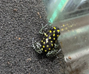 0.0.6 Ranitomeya vanzolinii