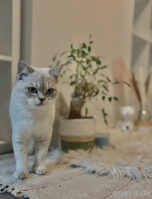 britisch Kurzhaar Deckkater 