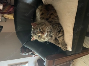 Hübscher  Britisch Longhair Kater