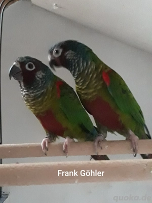 EmmasWeißohrsittiche ( Pyrrhura leucotis emma ) Bild 2
