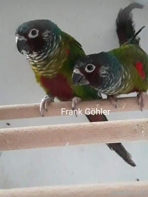 Emmas Weißohrsittiche  Bild 2