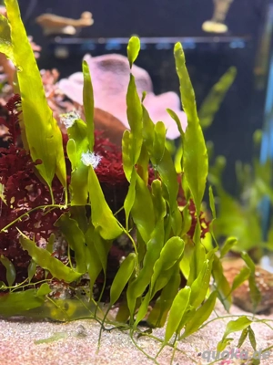 Meerwasser Algen, Caulerpa prolifera