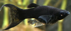 Verschenke Black Mollys 