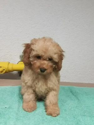 Reinrassige Zwergpudel Welpen verkaufen