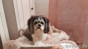 Shih-tzu reinrassige Deckrude Bild 3