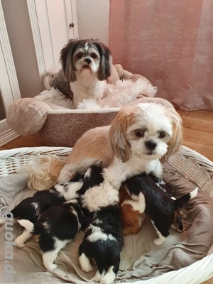 Shih-tzu reinrassige Deckrude Bild 2