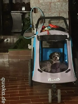 Shih-tzu reinrassige Deckrude Bild 4