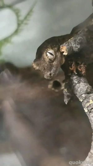 1.1 mniarogekko chahoua (flechtengecko)