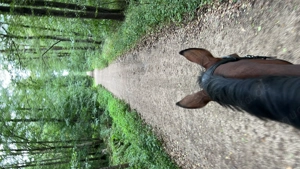 Suche zuverlässige Reitbeteiligung 