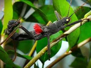 Endspurt-Sommer-Sonderangebot abzugebende Tiergruppen!   Phasmiden   Insekten Bild 3