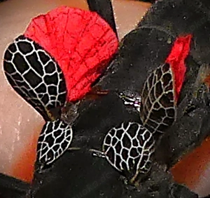 Eier Samtschrecke (Peruphasma schultei)