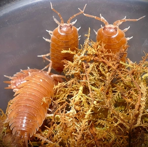 12 Porcellio laevis "Orange"   Isopod Bild 2
