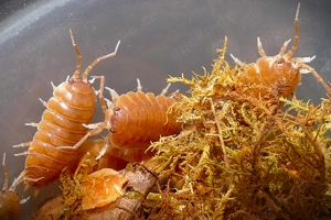 12 Porcellio laevis "Orange"   Isopod Bild 3