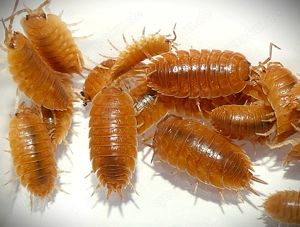 12 Porcellio laevis "Orange"   Isopod