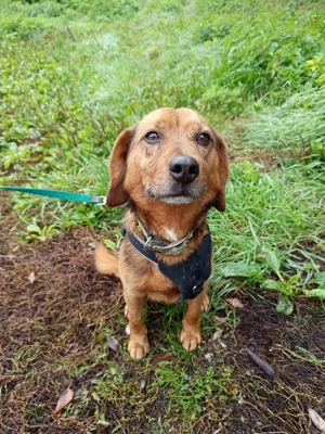 *BAILEY* Der Rüde kann jetzt die Sonnenseite des Lebens genießen