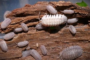 12 Armadillidium peraccae - Asseln   Isopod