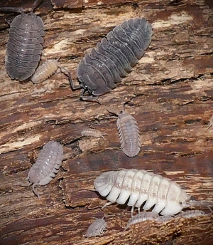 12 Armadillidium peraccae - Asseln   Isopod Bild 3