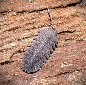 12 Armadillidium peraccae - Asseln   Isopod
