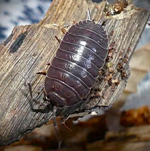 12 Porcellio laevis black   Isopod