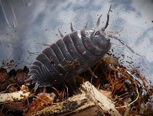 12 Porcellio laevis black   Isopod Bild 3