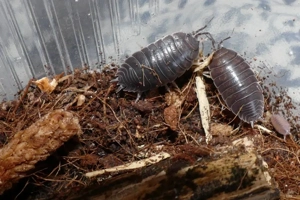 12 Porcellio laevis black   Isopod Bild 2