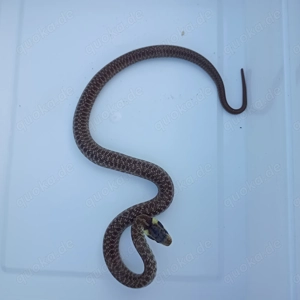 Äskulapnatter Zamenis longissimus NZ25